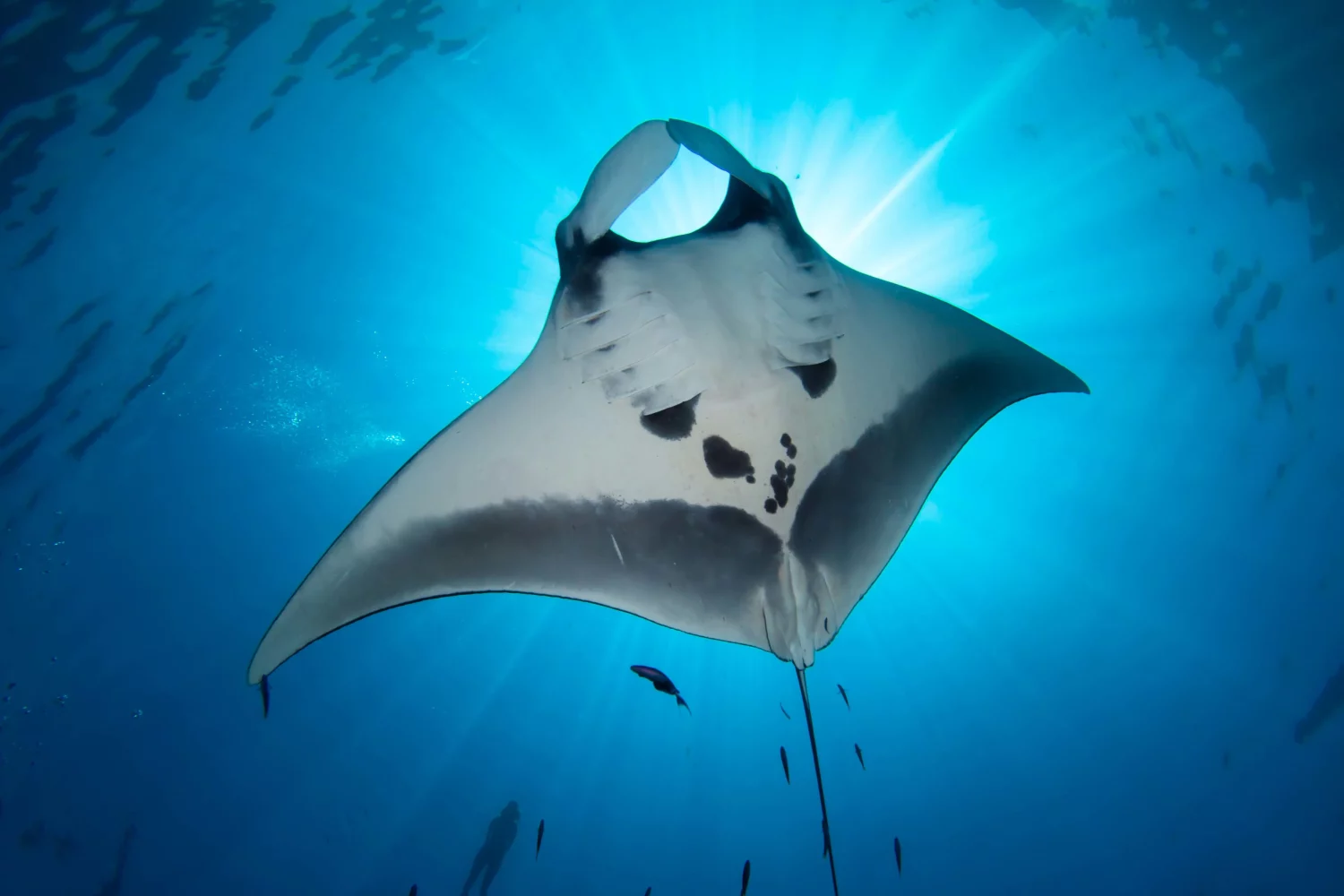 Manta Ray