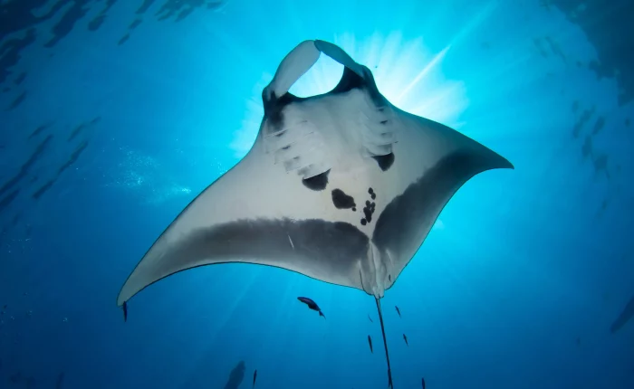 Manta Ray