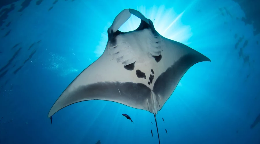 Manta Ray